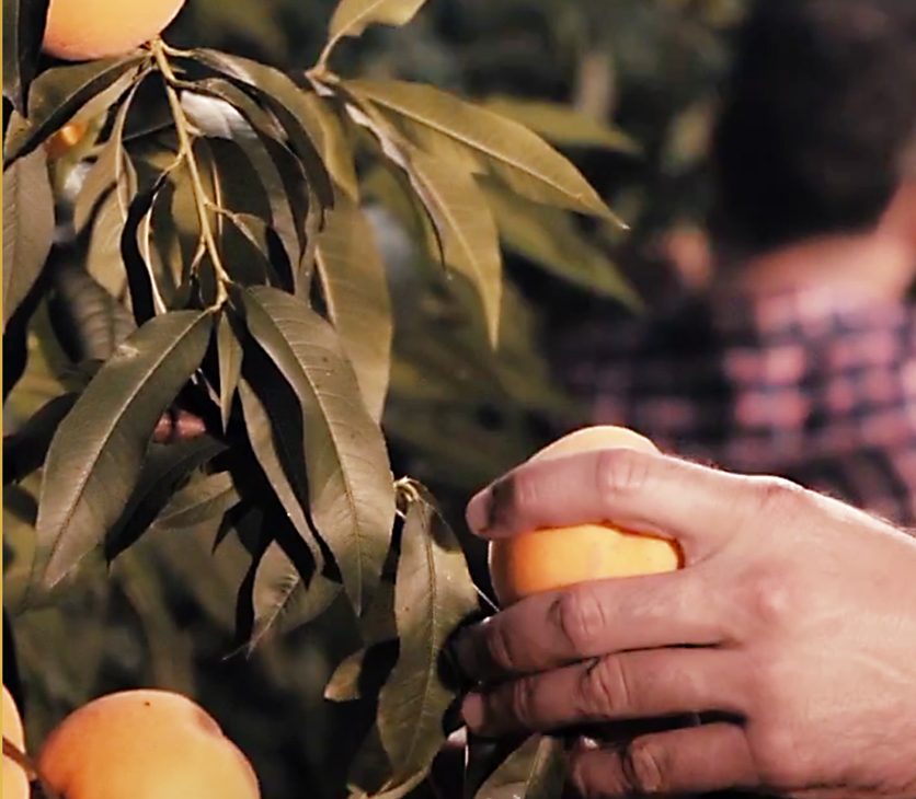 Frame-Video-Produzione-1 Pesche Sama