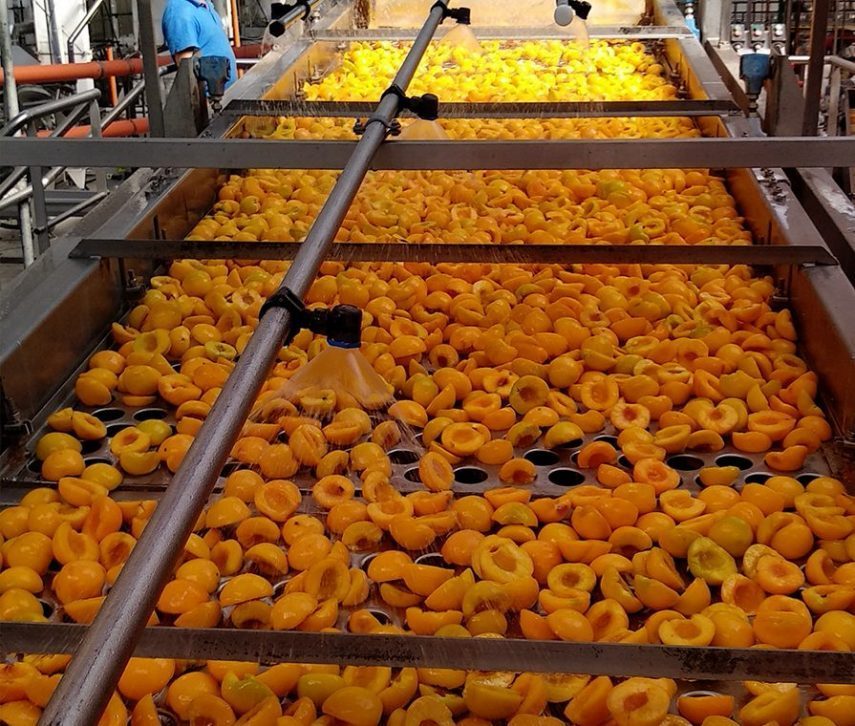 Pesche-lavorazione_1 Pesche lavorazione e processo produttivo Sama